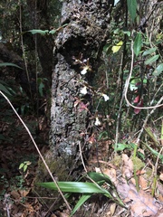 Prosthechea varicosa