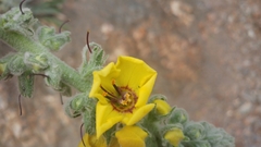 Verbascum boerhavii