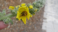 Verbascum boerhavii