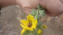 Verbascum boerhavii
