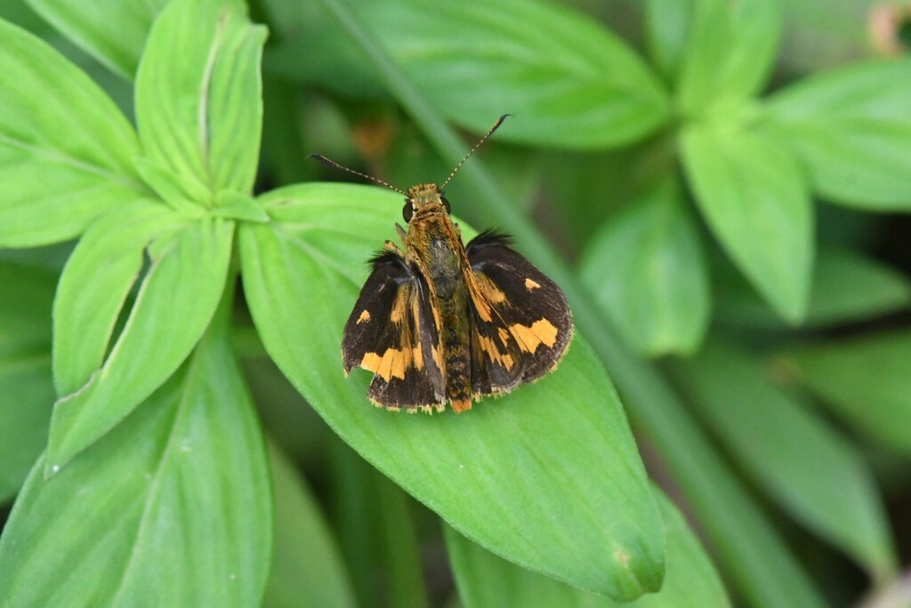 Lesser Dart From Bukit Fraser, 49000 Fraser's Hill, Pahang, Malaysia On 