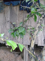 Pereskia