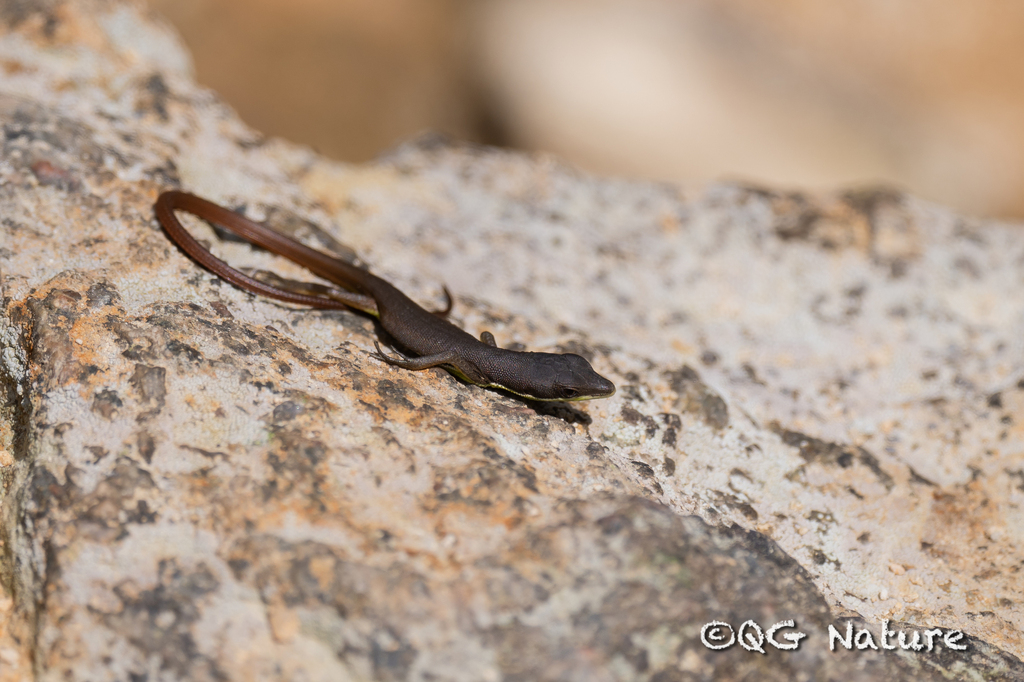 Chung-an Ground Lizard