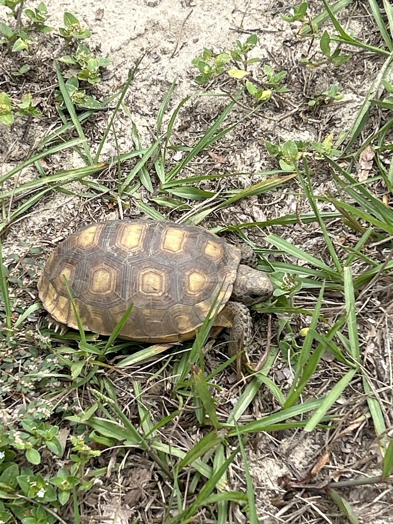 Gopher Tortoise in October 2023 by riggs_c_08 · iNaturalist