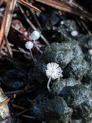 Coprinopsis stercorea