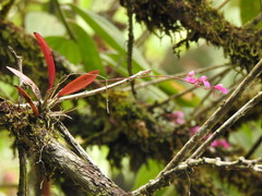 Comparettia falcata