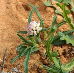 Sixalix eremophila