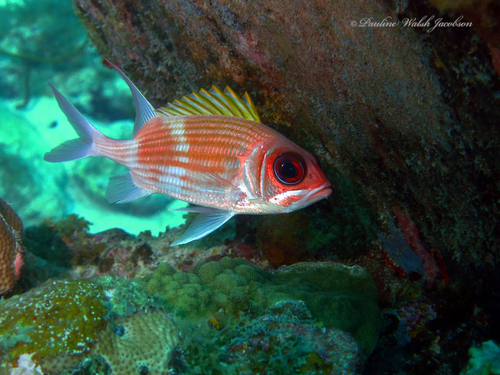 Photo of Squirrelfish (Holocentrus adscensionis)