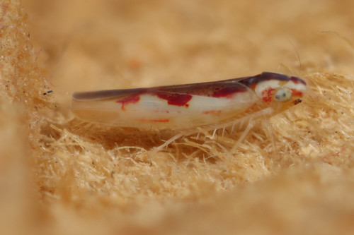 Zygina angusta