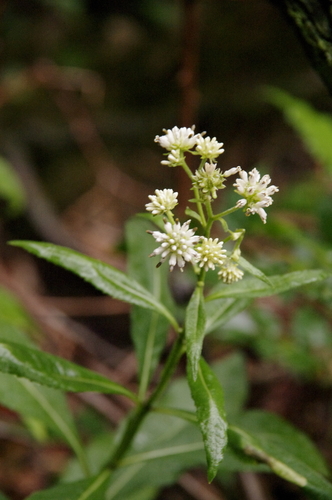 Image of Verbesina walteri by (c) Eric Knight, some rights reserved (CC BY)