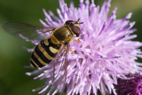 Common Flower Fly