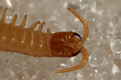 Stenotaenia linearis