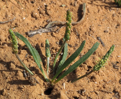 Plantago sabulosa
