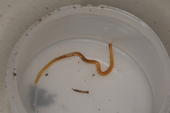 Stenotaenia linearis