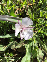 Calochortus umbellatus