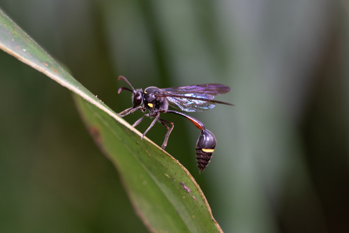 Observations by lemonhuang · iNaturalist
