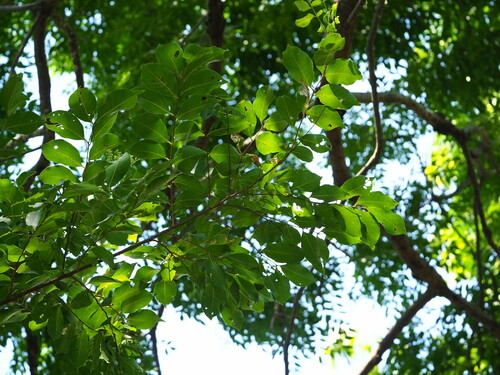 Lagerstroemia subcostata