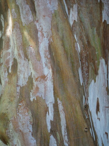 Lagerstroemia subcostata