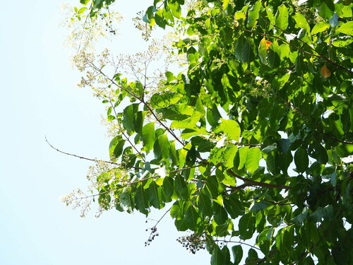 Lagerstroemia subcostata