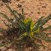 Astragalus caprinus - Photo (c) Ron Frumkin, some rights reserved (CC BY-NC), uploaded by Ron Frumkin