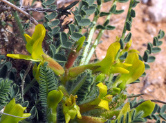 Astragalus caprinus