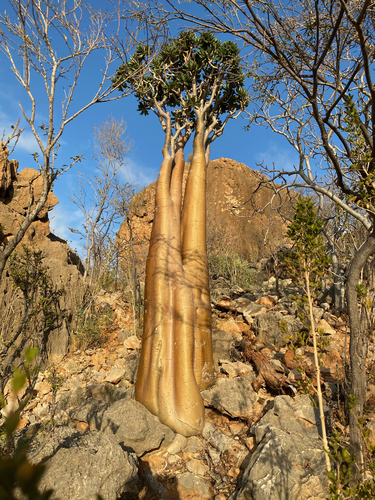 Adenium obesum