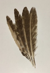 Otus scops