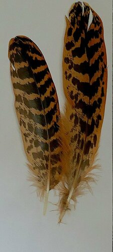 Plume de Butor étoilé