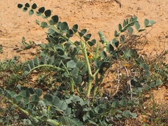 Astragalus kahiricus