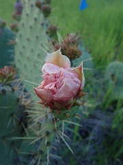 Opuntia × vaseyi