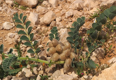 Astragalus kahiricus