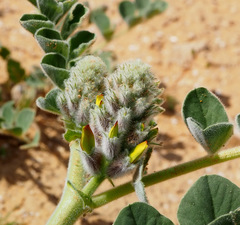 Astragalus kahiricus