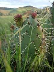 Opuntia × vaseyi