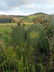 Opuntia × vaseyi