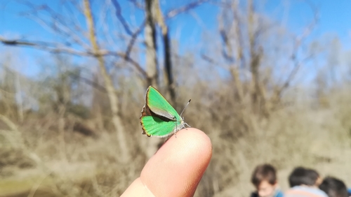 Green Hairstreak photo 3