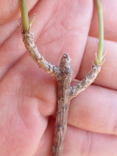 Image of Sonchus leptocephalus by (c) W Rao, some rights reserved (CC BY)