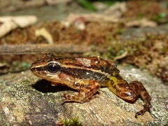 Leucostethus fraterdanieli