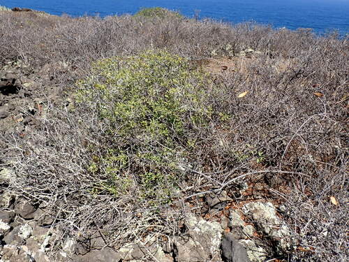 Image of Rhamnus crenulata by (c) W Rao, some rights reserved (CC BY)