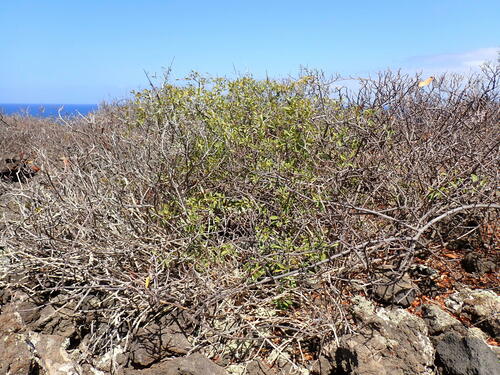Image of Rhamnus crenulata by (c) W Rao, some rights reserved (CC BY)