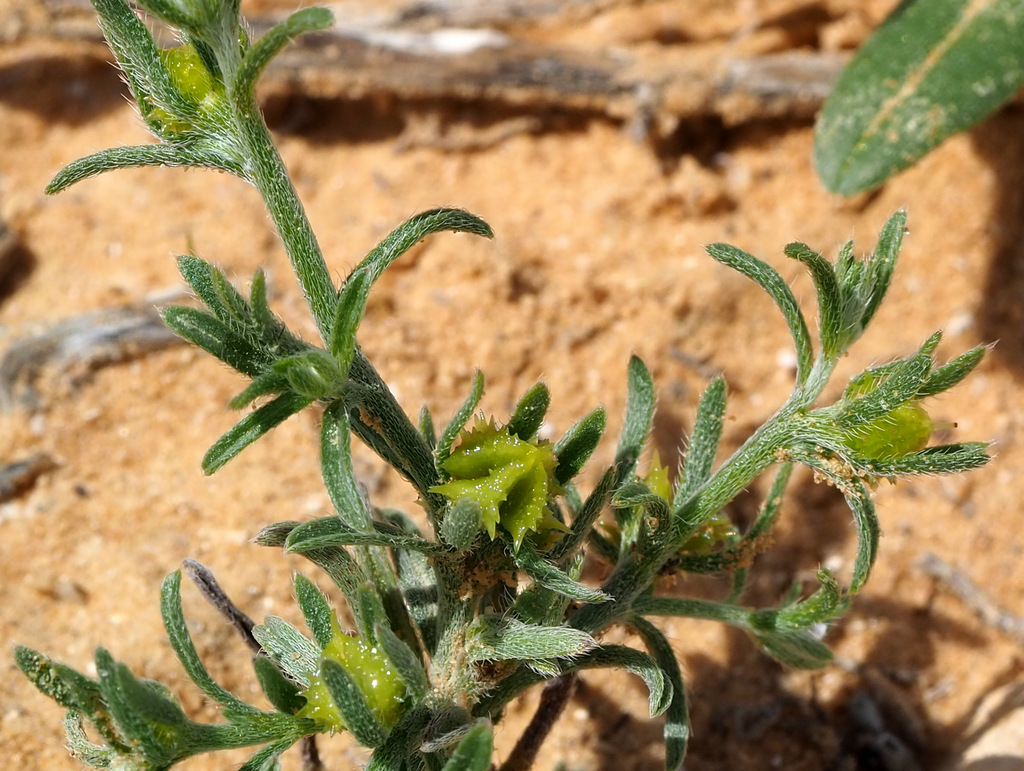 Lappula spinocarpos