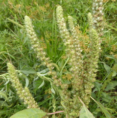 Amaranthus