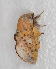 Phyllodesma tremulifolia