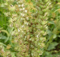 Amaranthus
