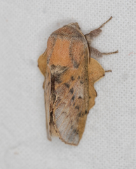 Phyllodesma tremulifolia