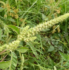 Amaranthus