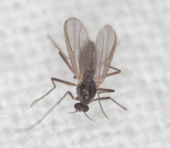 Chironomidae