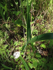 Calochortus pulchellus