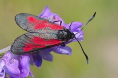 Zygaena osterodensis