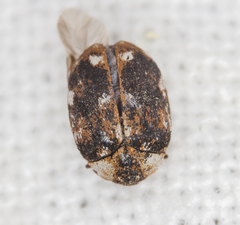 Anthrenus picturatus