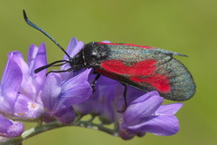 Zygaena osterodensis
